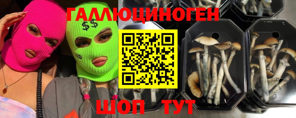Псилоцибиновые грибы MAGIC MUSHROOMS  закладки  Сегежа  Вход с VPN 